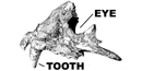 Jaguar skull from Oregon Caves National Monument.